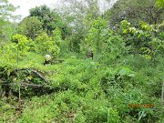 Kapur planted in ex cocoa area (2)